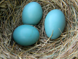 Handloom i farven  Robin's Egg design af Tara Faughnan for Windham